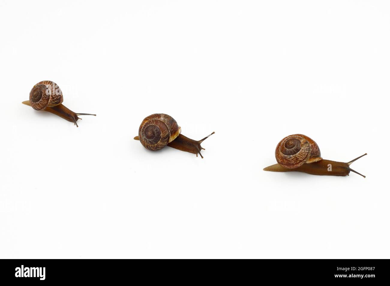 A group of snails on a white background, crawling in one line, side view. Stock Photo