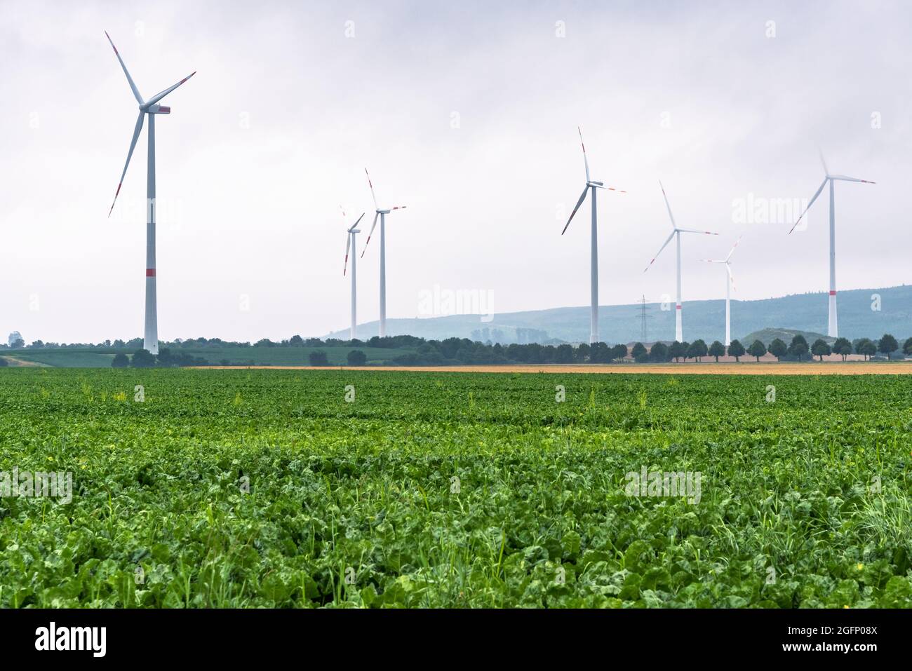 Wind farm in the countryside on a foggy summer day. A cultivate field is in foreground. Stock Photo
