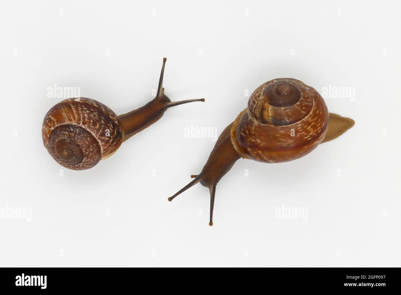 Garden Snails Isolated On White Background For Close Up Design Stock Photo Alamy
