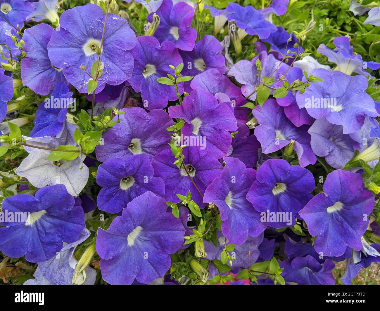 Purple petunia flowers for packaging, advertising and design. Stock Photo