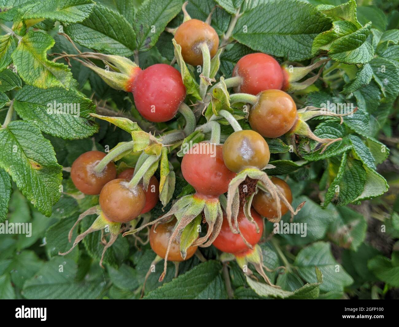 Orange rose hips on a bush, used in medicine as a medicinal tea. Stock Photo