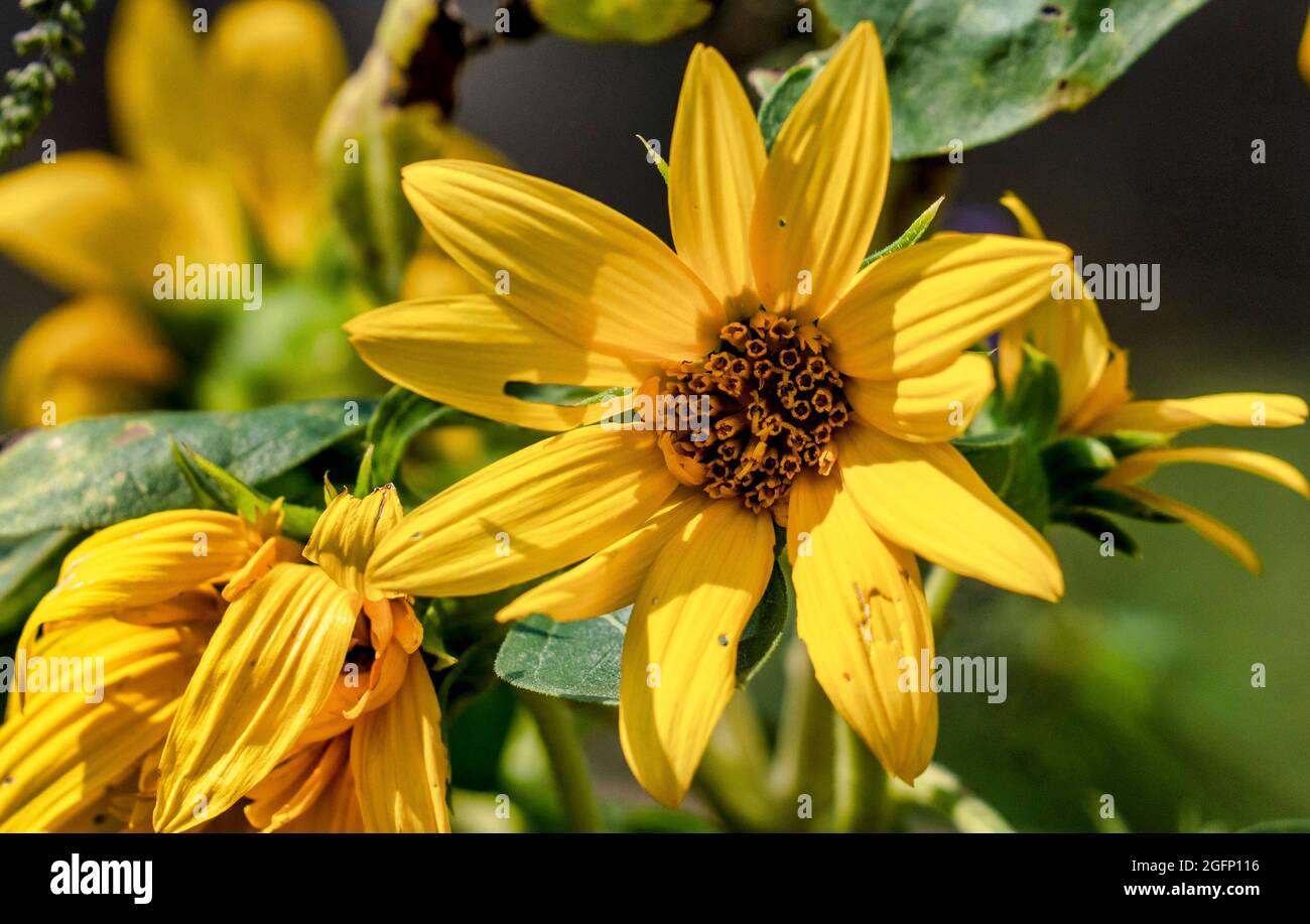 Late season Sunflower in bloom Stock Photo Alamy