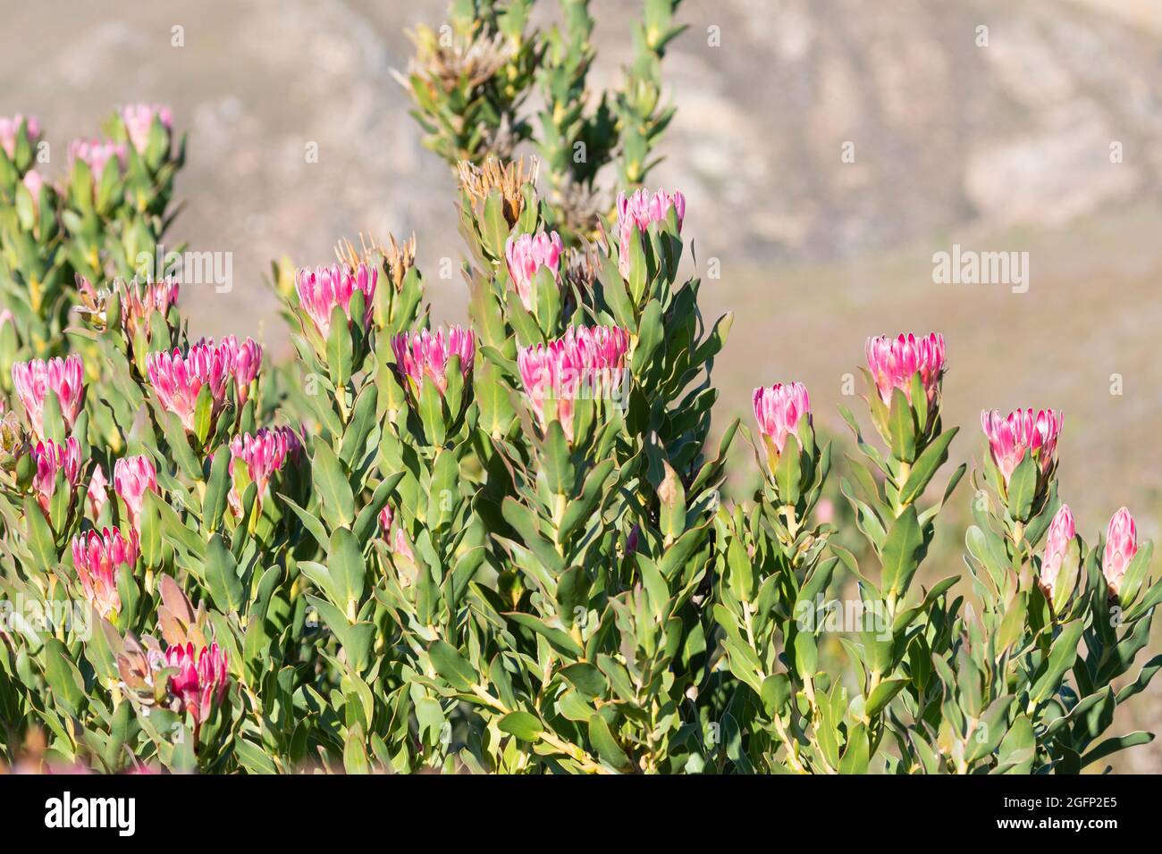 Bot River Protea aka Bot River Sugarbush (Protea compacta) in mountain fynbos, Riviersonderend Mountains, Western Cape South Africa Stock Photo