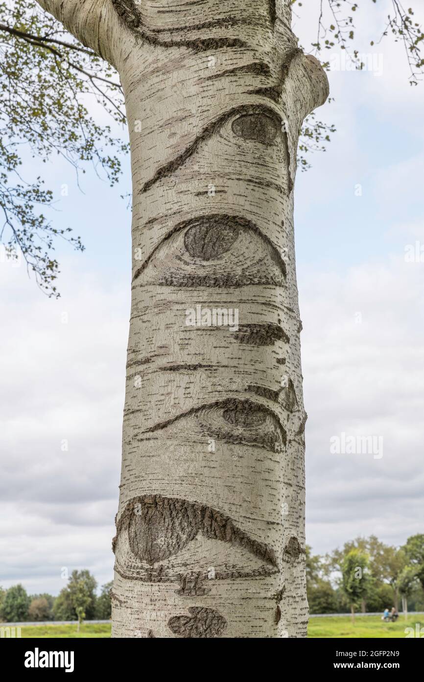 a white tree with eyes in the netherlands Stock Photo