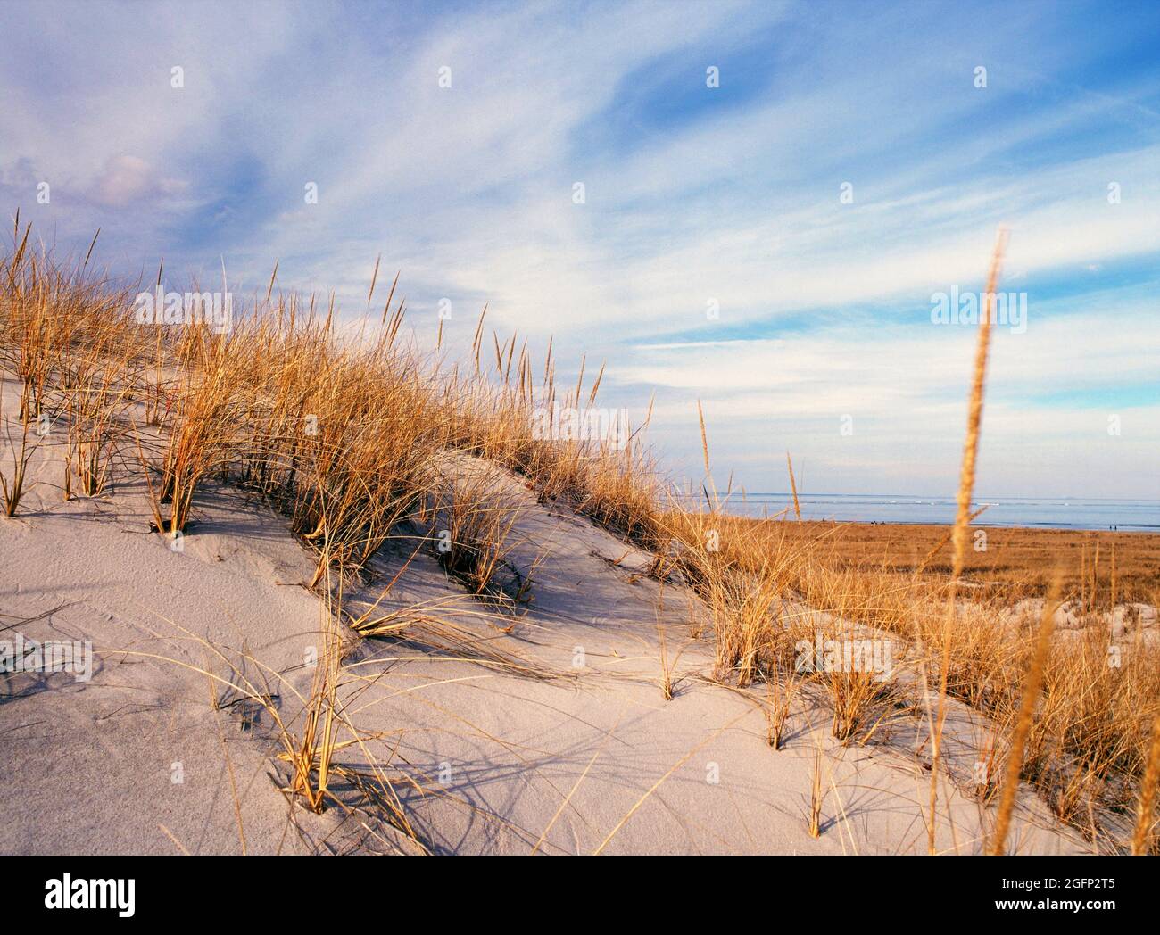 Crane Beach sand dunes in Ipswich, Massachusetts Stock Photo - Alamy
