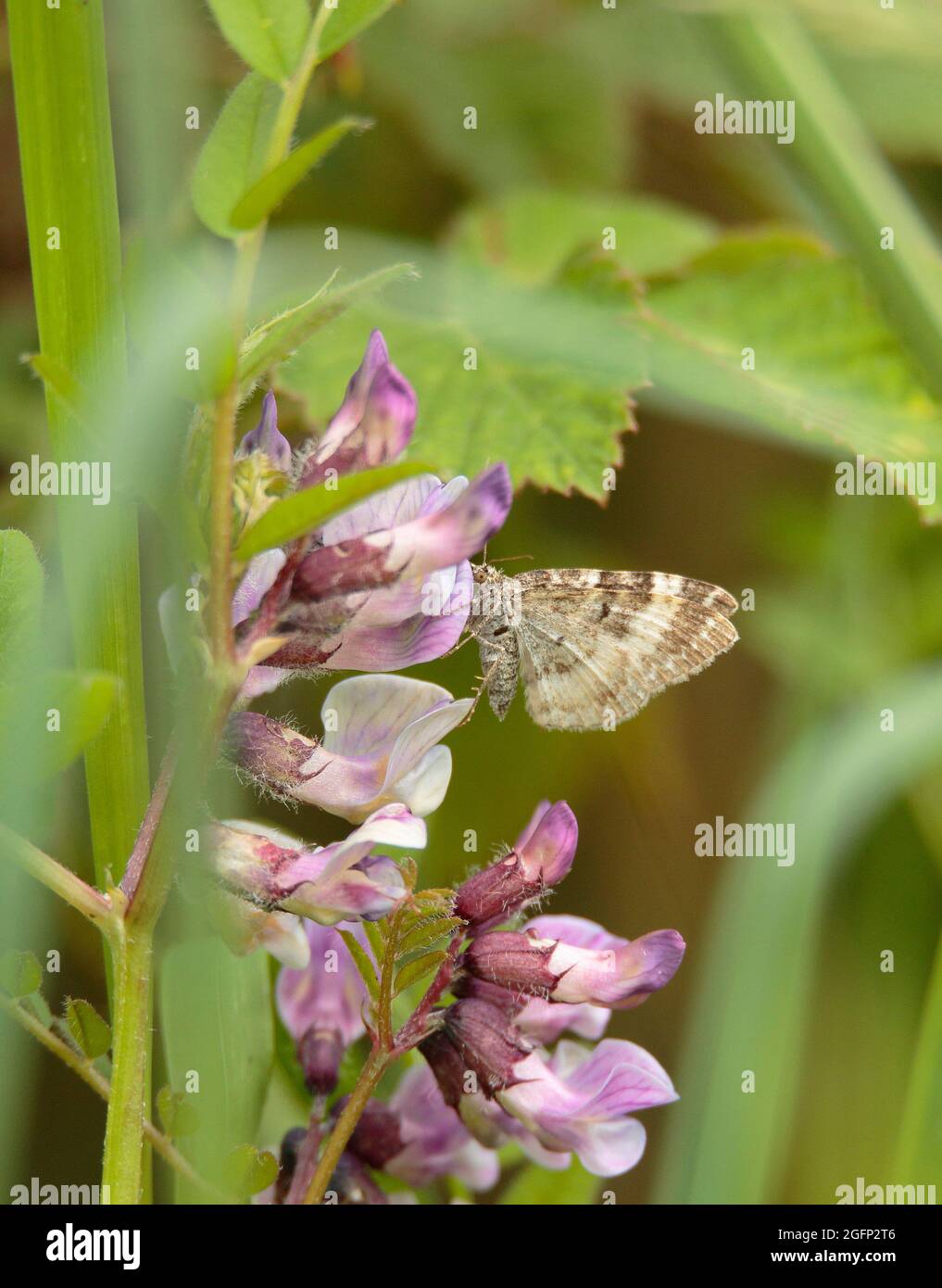 Heath Moth Stock Photo