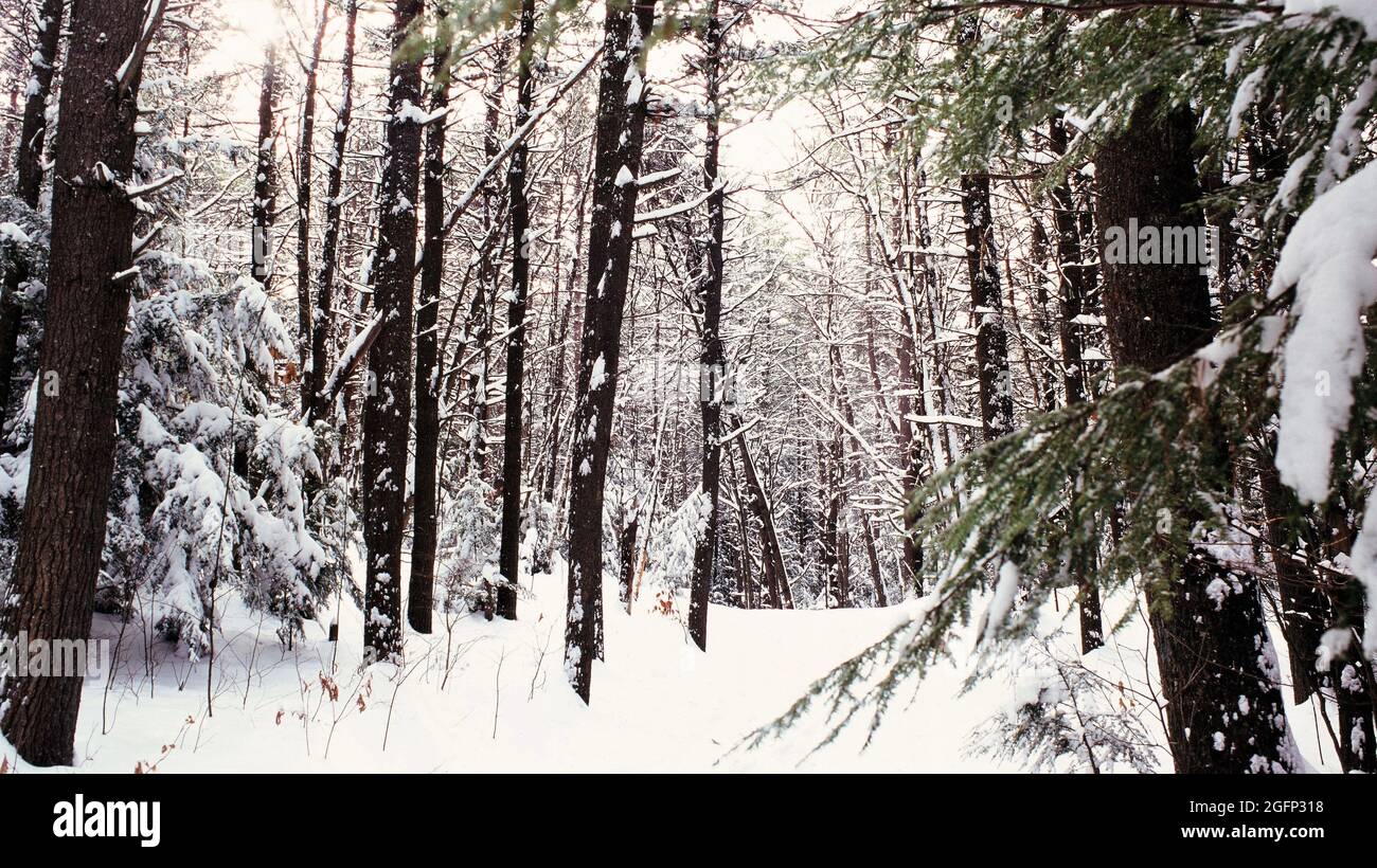 New Hampshire White Mountain National Forest trail in winter Stock Photo