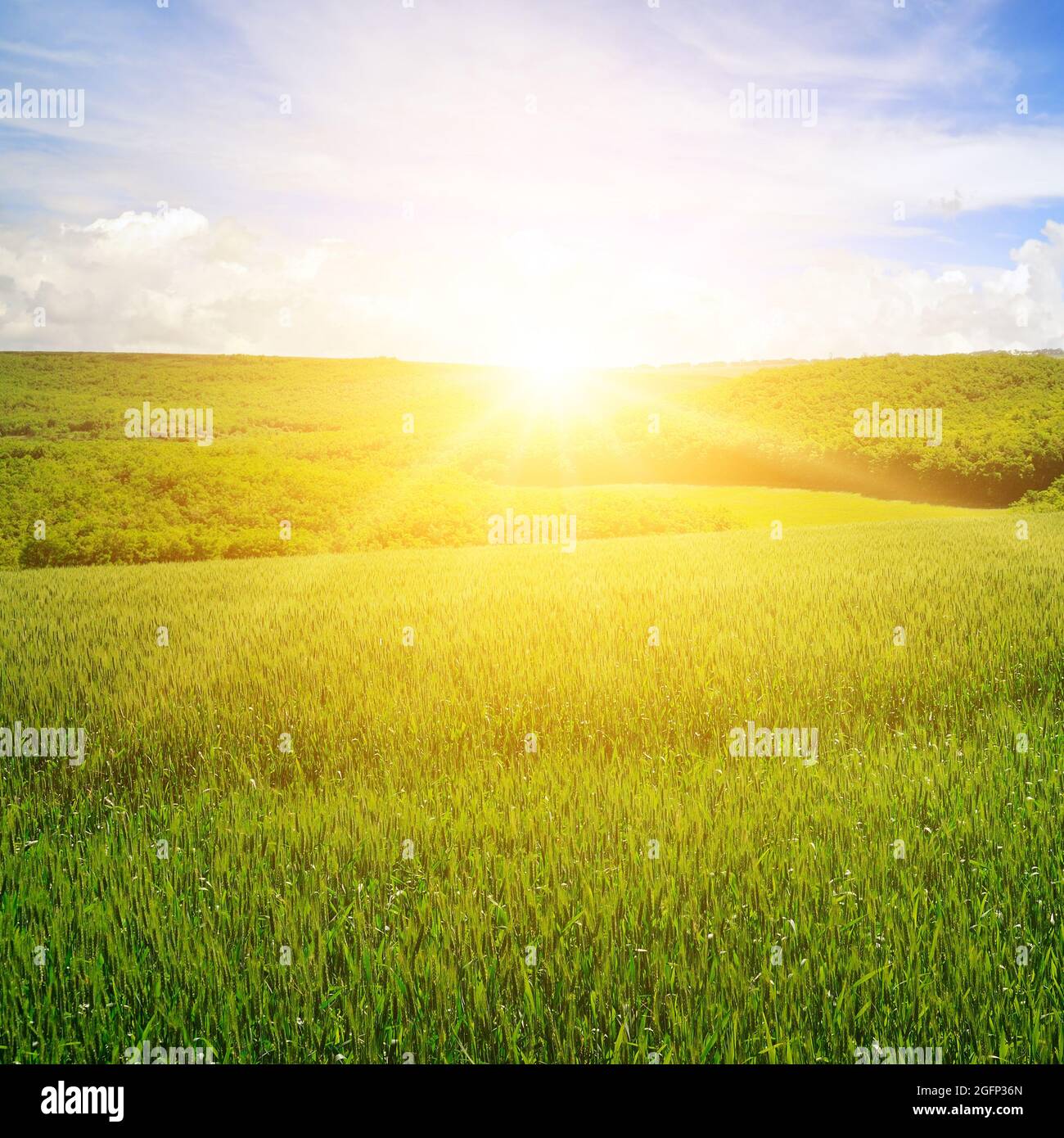 Green field and blue sky with light clouds. Above the horizon is a ...