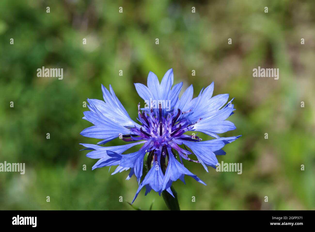 Blue cornflower - wild flower, close-up macro photography for design. Stock Photo