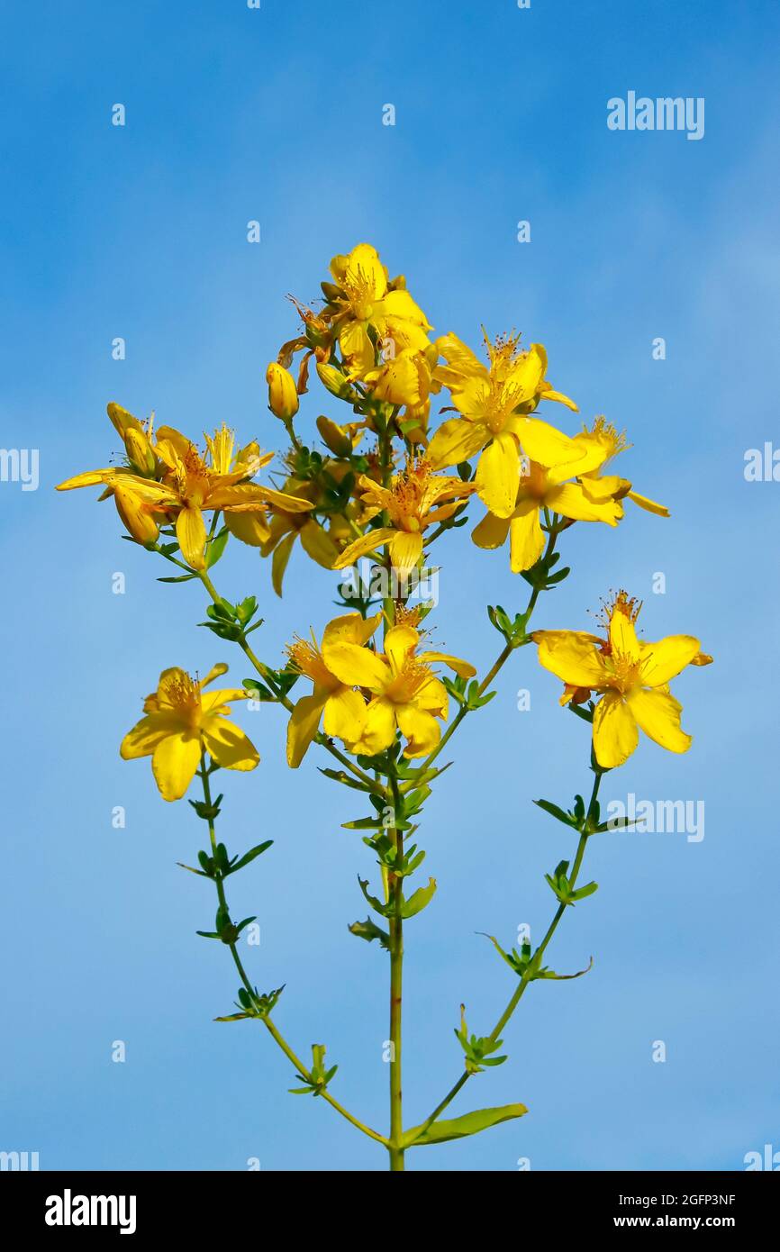 St. John's wort on a blue background, used in medicine as a homeopathic  medicinal plant. For use on packaging Stock Photo - Alamy