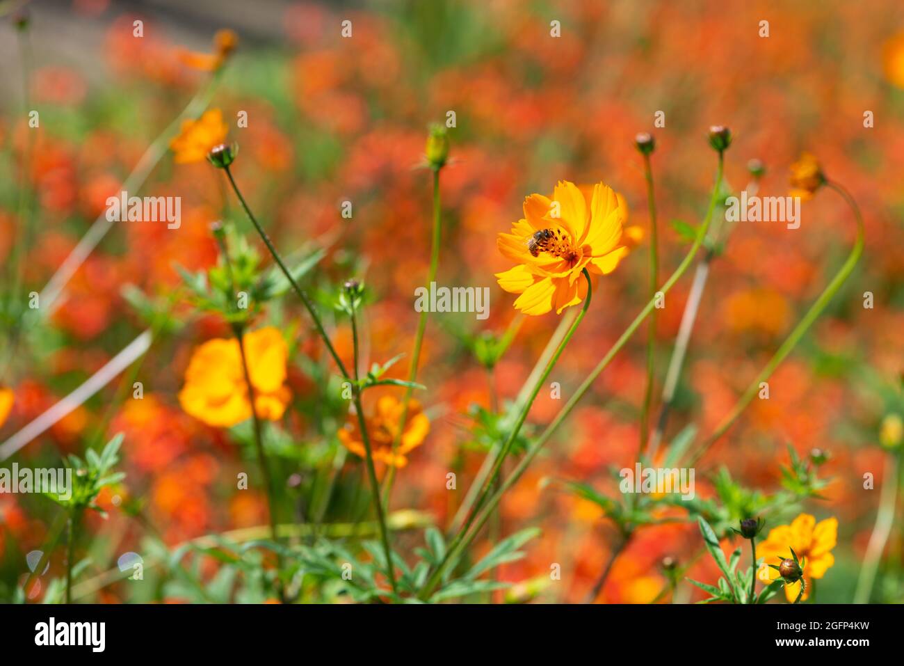Lance-leaved coreopsis, Coreopsis lanceolata, blooming in a field. Stock Photo