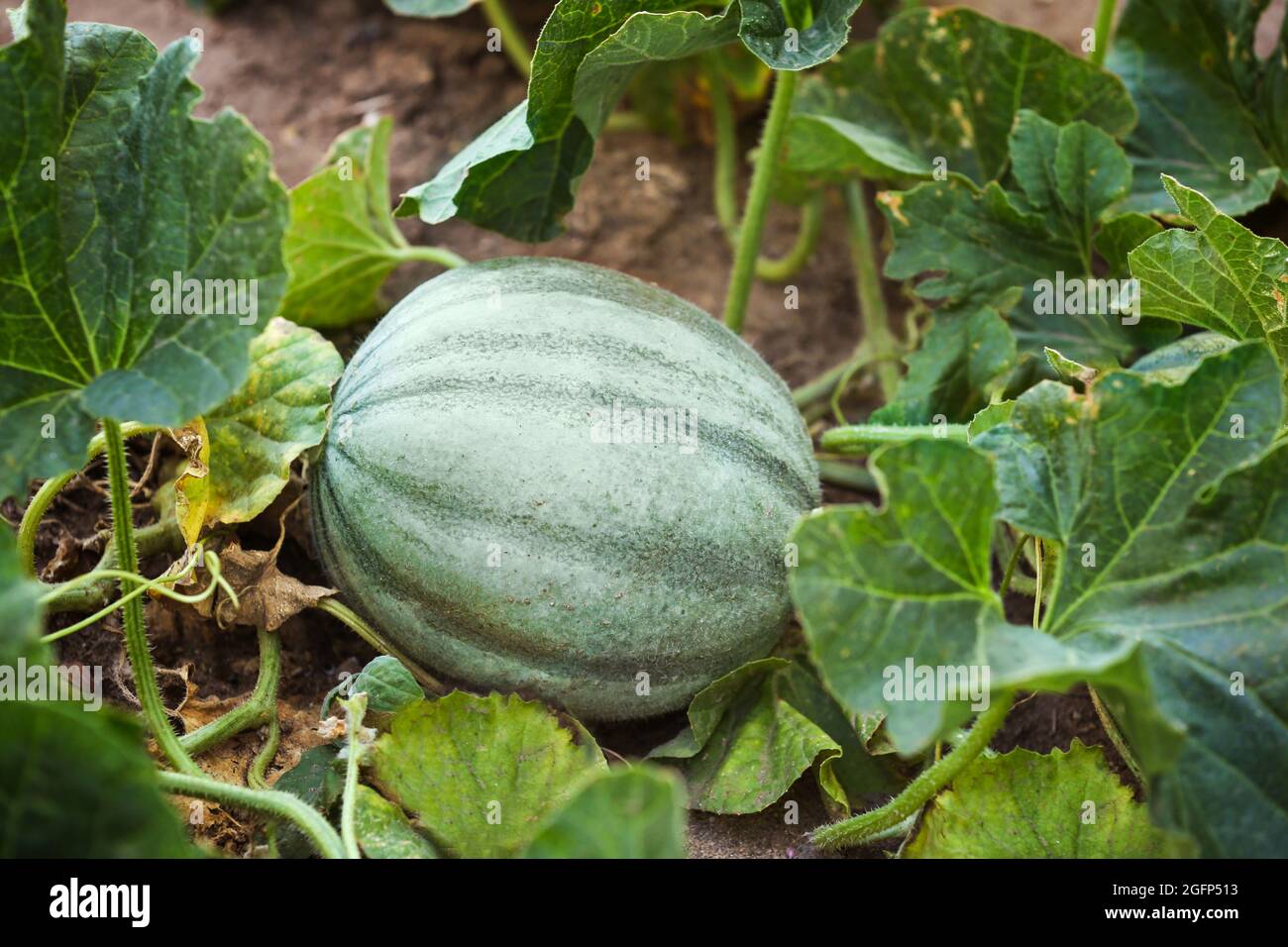 Pumpkin on garden bed Stock Photo - Alamy