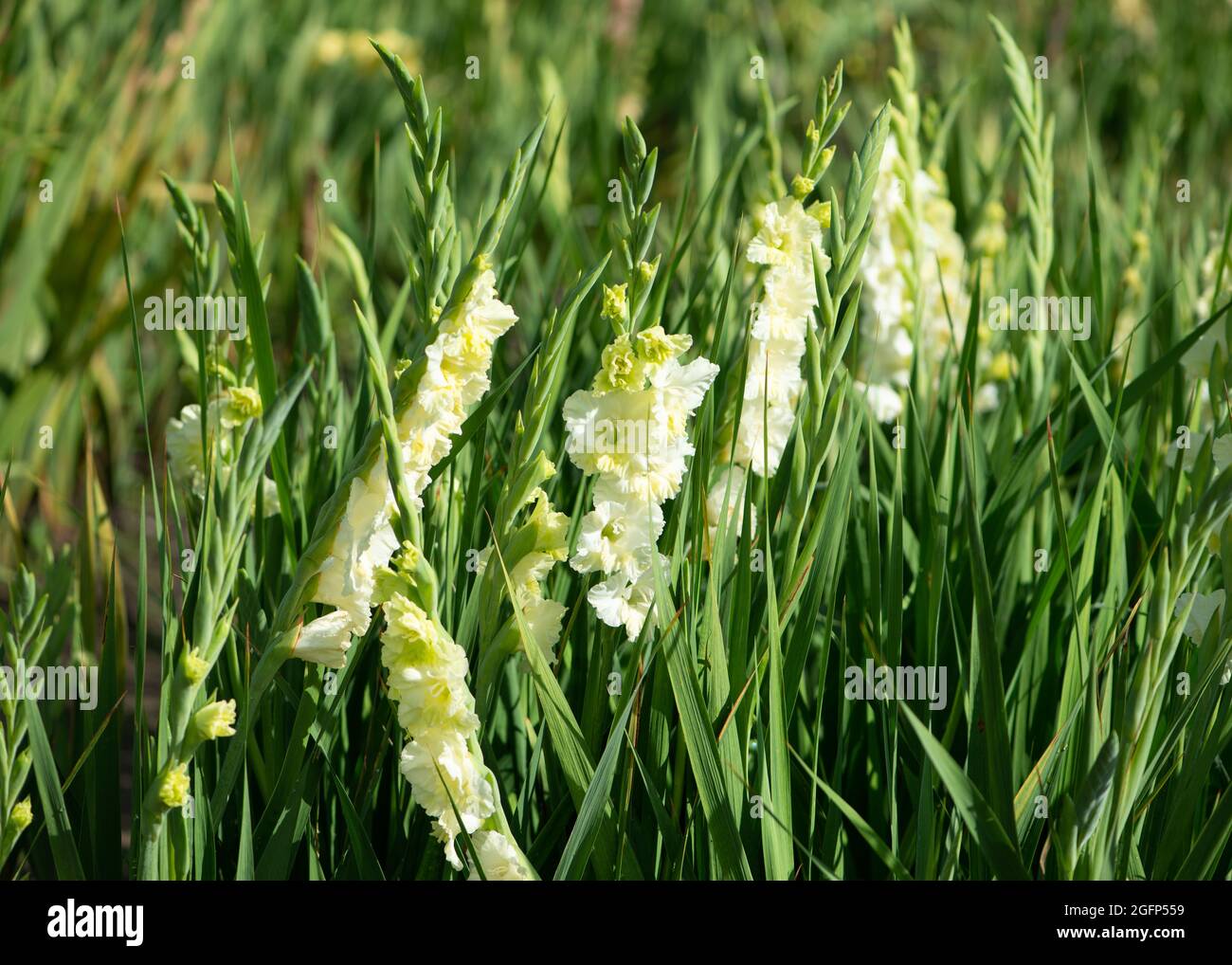 White gladioli hires stock photography and images Alamy