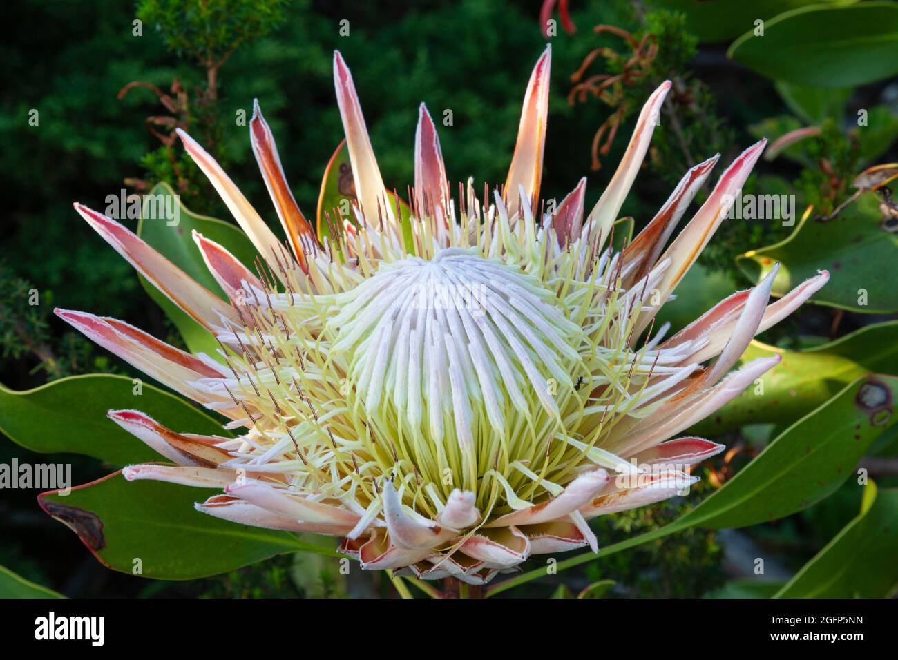 King Protea or Giant Protea (Protea cynaroides) Botriver, Western Cape, South Africa Stock Photo