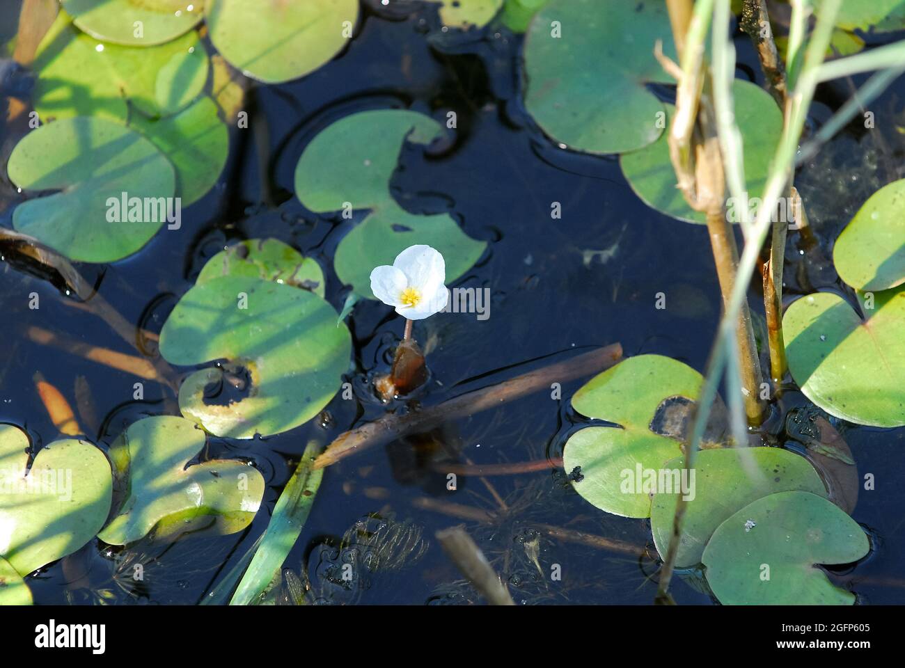 frogbit, Froschbiss, Hydrocharis morsus-ranae, békatutaj, Hungary, Magyarország, Europe Stock Photo