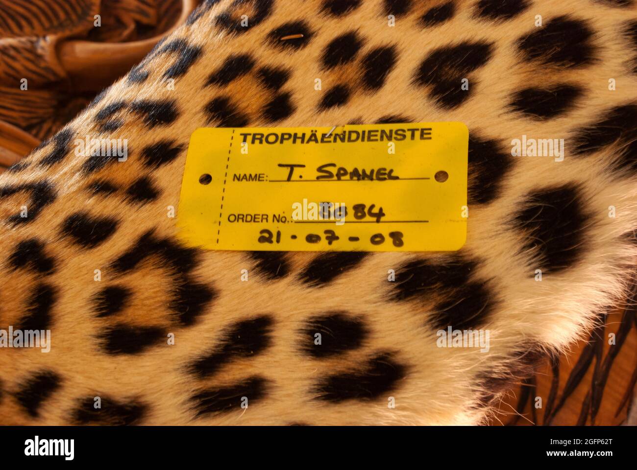 Leopard trophy and taxidermy work at Trophäendienste Taxidermy & Curios ...
