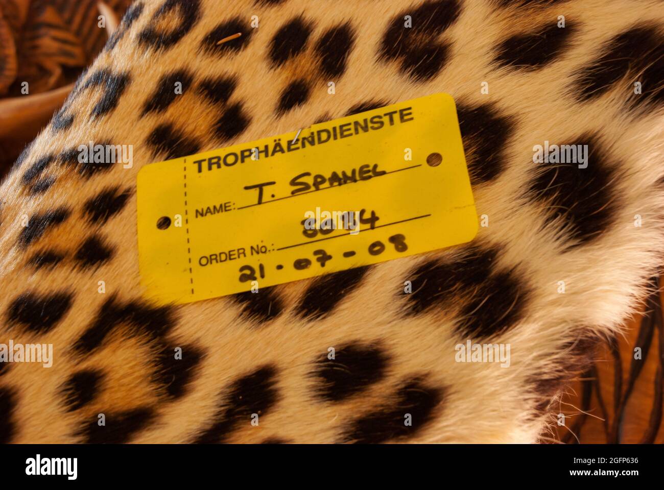 Leopard trophy and taxidermy work at Trophäendienste Taxidermy & Curios ...