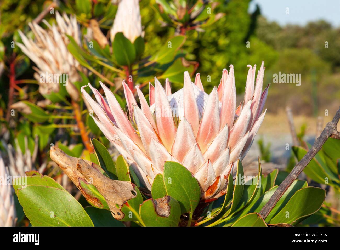 King Protea or Giant Protea (Protea cynaroides) Botriver, Western Cape, South Africa Stock Photo