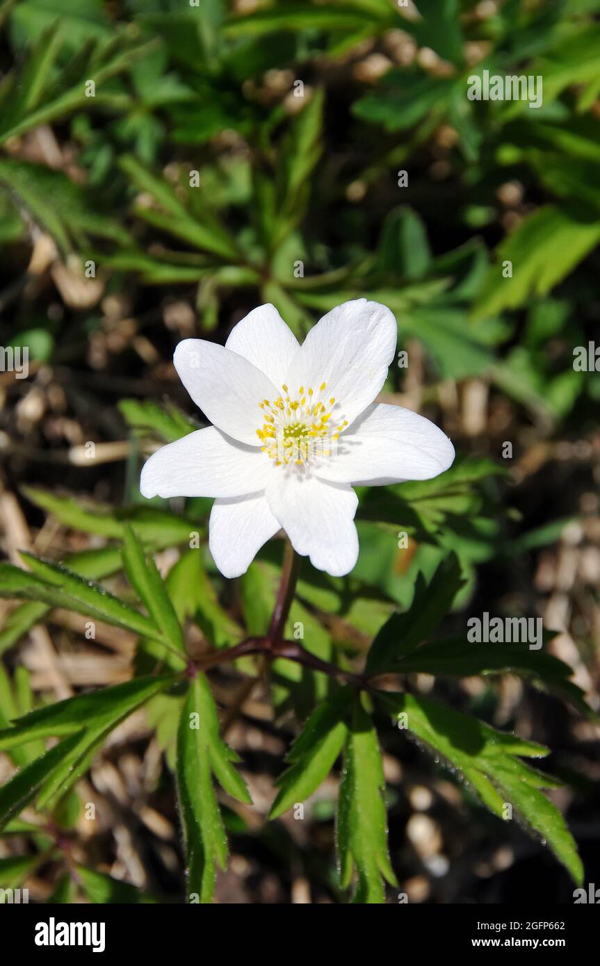 wood anemone, windflower, thimbleweed, and smell fox, Buschwindröschen