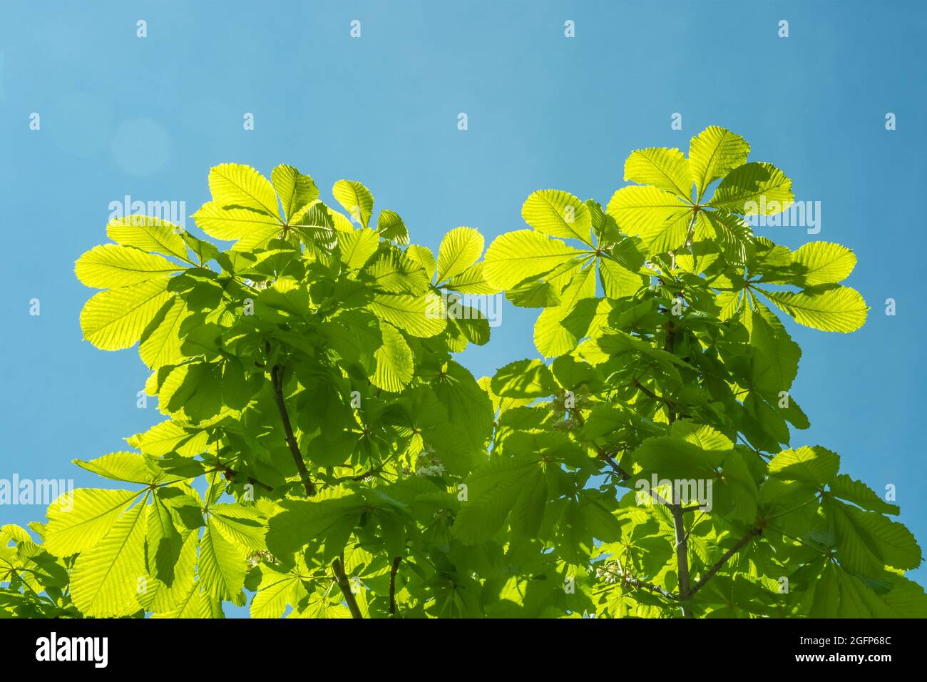 Bright green chestnut leaves against the blue sky, shining in the sun. Stock Photo