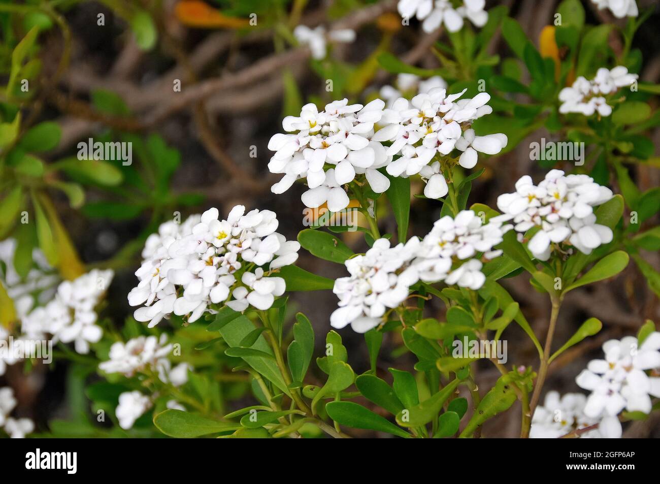 candytuft, Schleifenblumen, Iberis semperflorens, tatárvirág Stock Photo