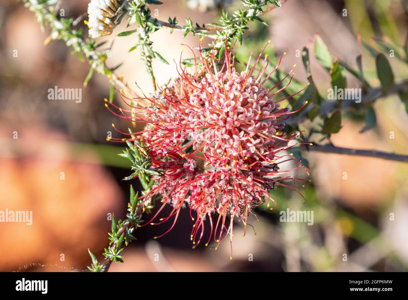 Arid Pincushion (Leucospermum calligerum) in fynbos, Bontebok, National ...