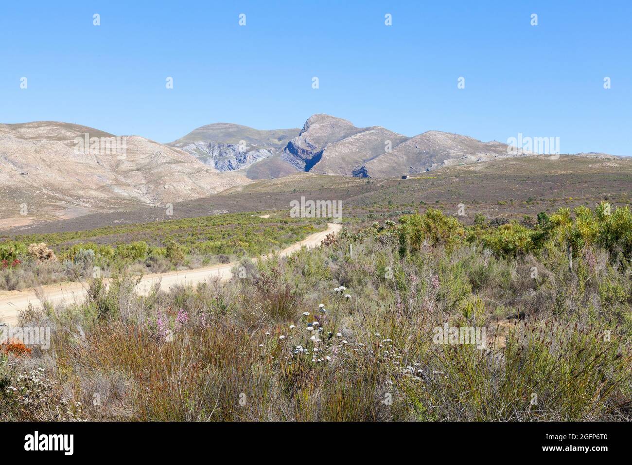 Mountain Fynbos in the Riviersonderend Mountains near McGregor, Western Cape, South Africa with the mountain pass up to the start of the Boesmanskloof Stock Photo