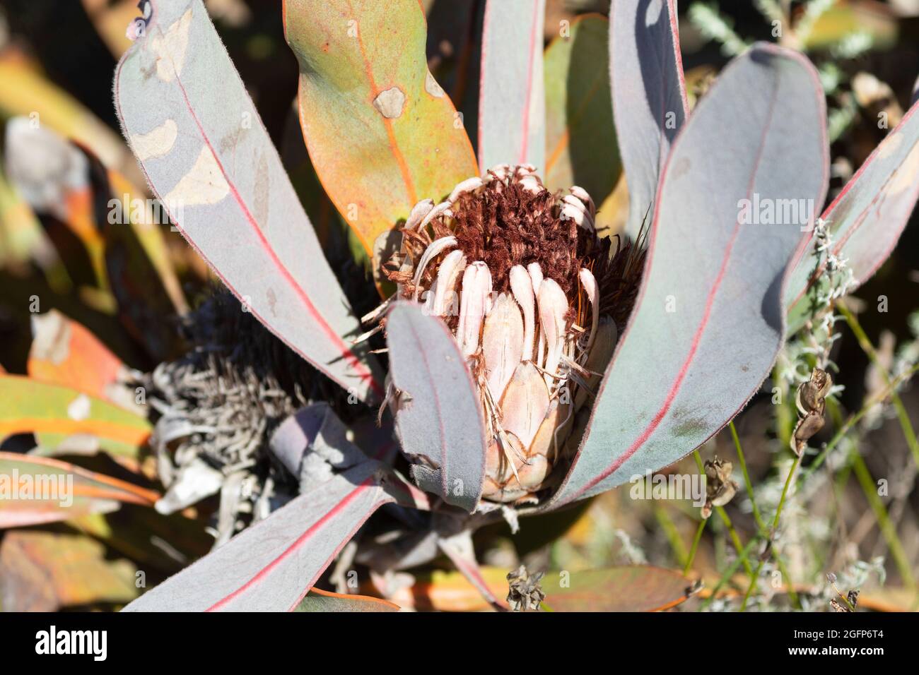 Protea caespitosa, growing in mountain fynbos in the Riviersonderend Mountains near Mcgregor, Western Cape, South Africa Stock Photo
