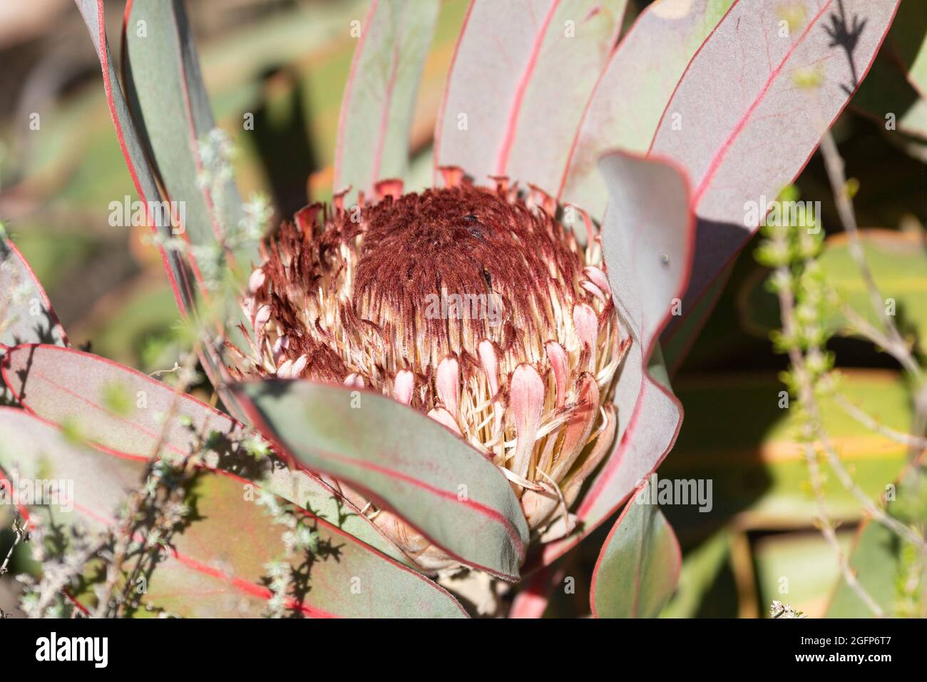 Protea caespitosa, growing in mountain fynbos in the Riviersonderend Mountains near Mcgregor, Western Cape, South Africa Stock Photo