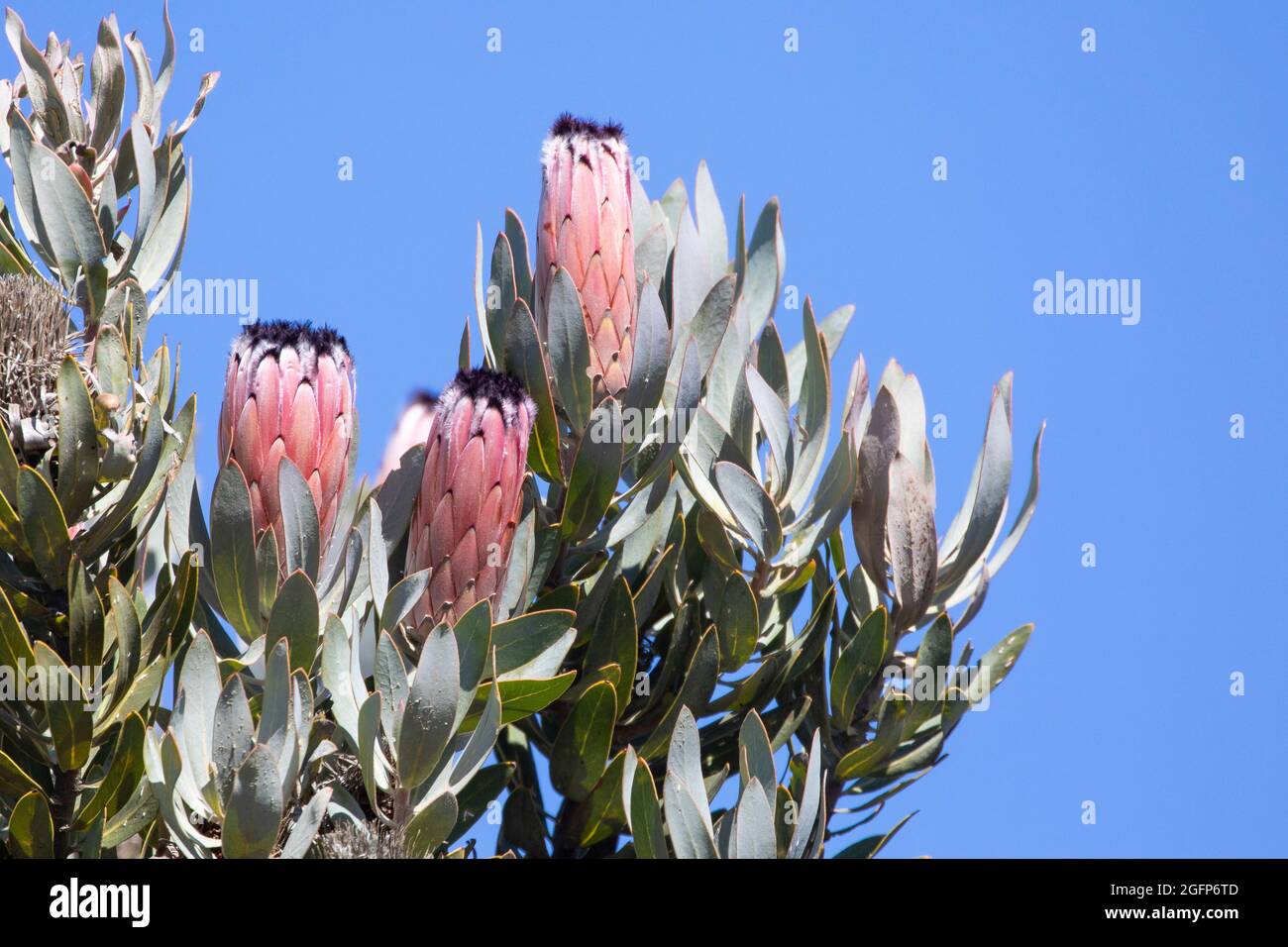 Protea laurifolia (Laurel-Leaf Protea; Grey-leaf Protea), a Fynbos sugarbush species, Riviersonderend Mountains,  McGregor, Western Cape, South Africa Stock Photo