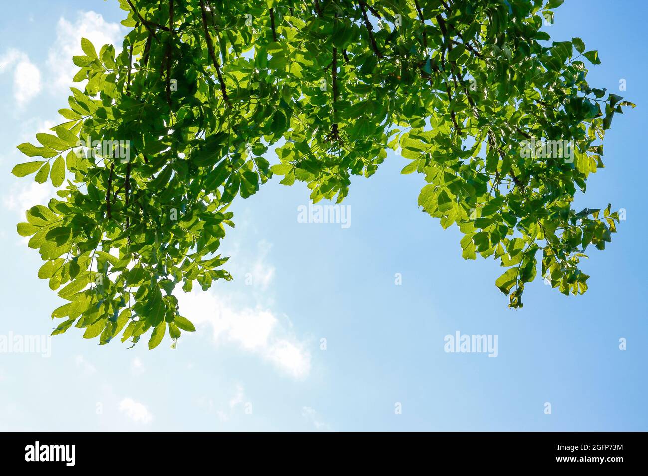 Green leaves against the blue sky, shining through in the rays of the sun. Stock Photo