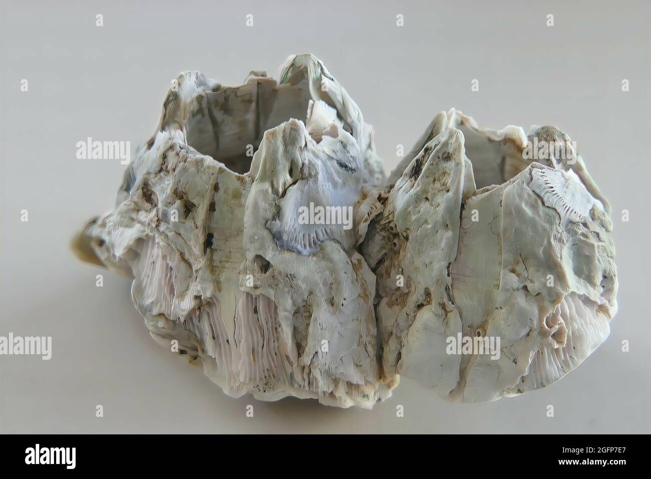 White large dry barnacle shell on a gray background Stock Photo - Alamy