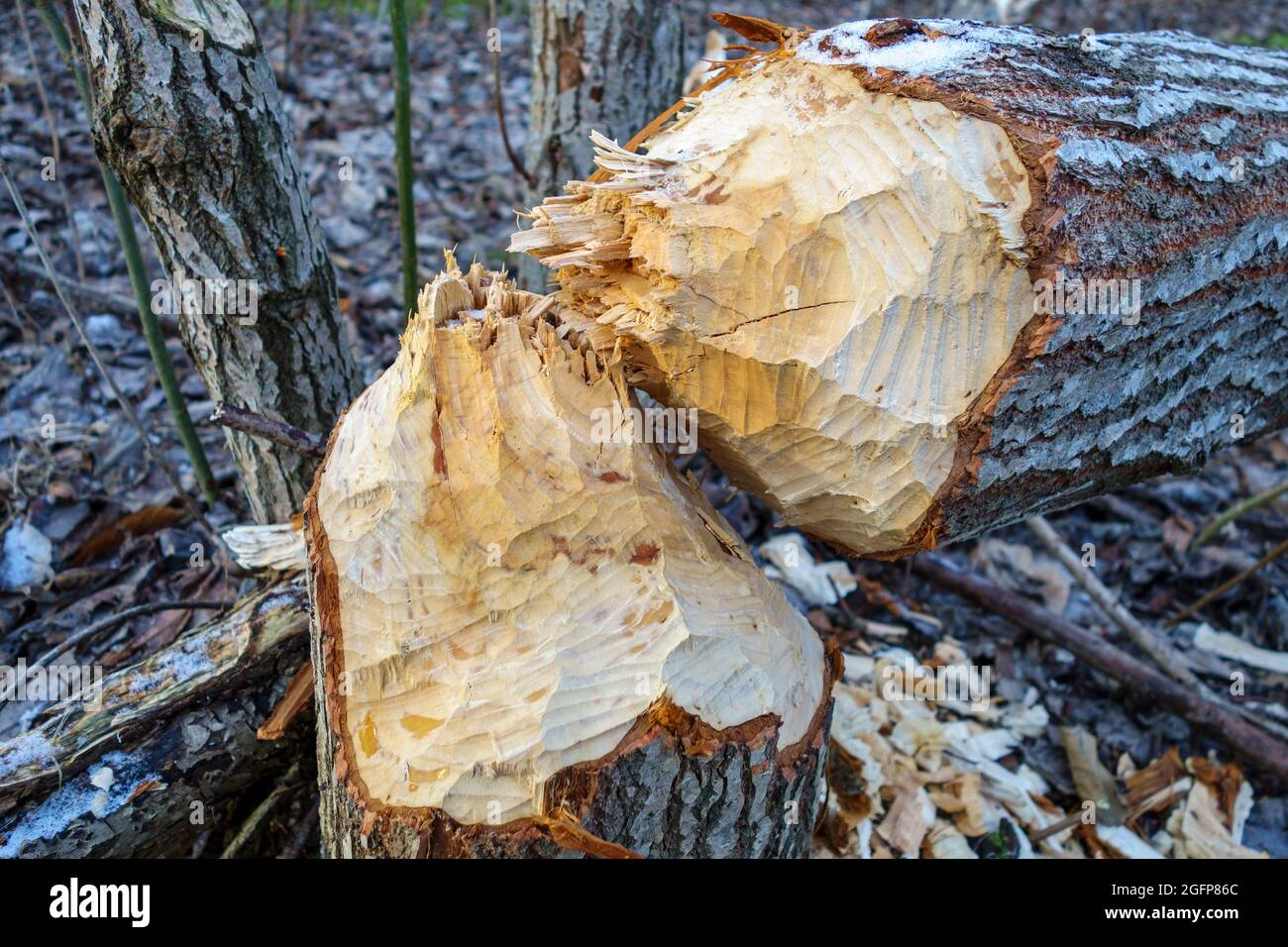 The beavers gnawed at the trunk of the tree, the tree fell. Beaver teeth markings are visible on the wood. Stock Photo