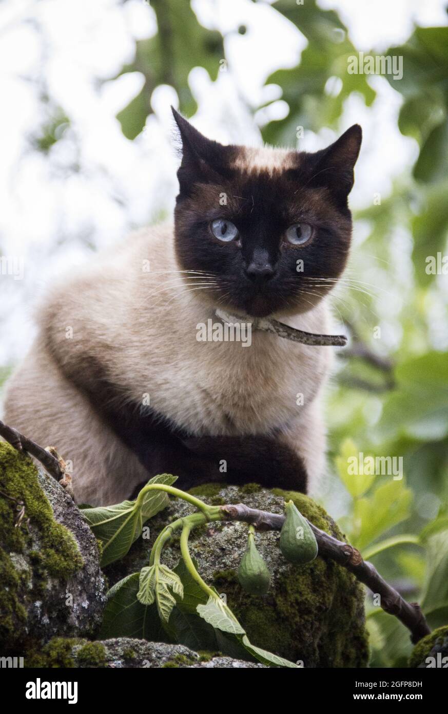 Closeup shot cute white black hi-res stock photography and images - Alamy