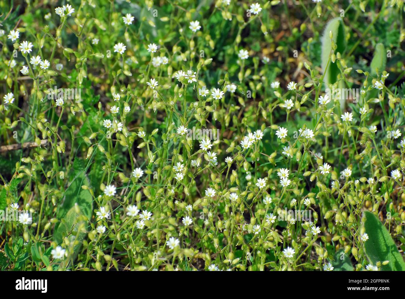 chickweed, chickenwort, craches, maruns, Gewöhnliche Vogelmiere, Mouron blanc, Stellaria media, tyúkhúr, Budapest, Hungary, Magyarország, Europe Stock Photo