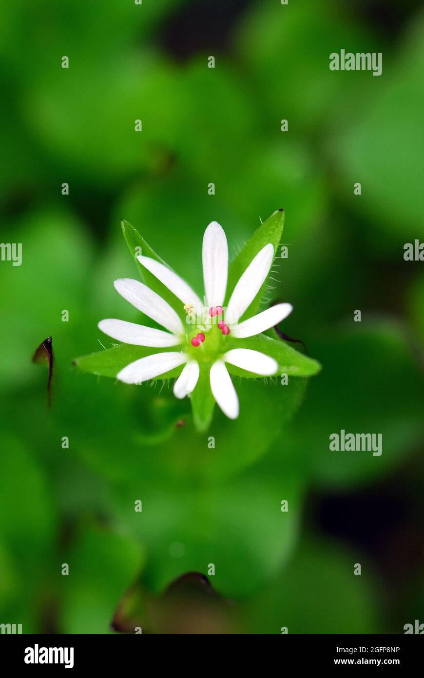 chickweed, chickenwort, craches, maruns, Gewöhnliche Vogelmiere, Mouron blanc, Stellaria media, tyúkhúr, Budapest, Hungary, Magyarország, Europe Stock Photo