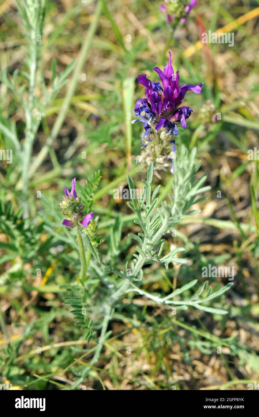 Esparsetten-Tragant, Astragalus onobrychis, zászlós csűdfű, Hungary, Magyarország, Europe Stock Photo