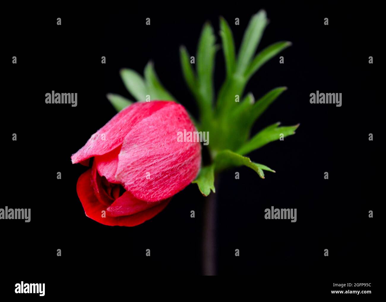 Red anemone bud beginning to open, isolated on a black background Stock Photo