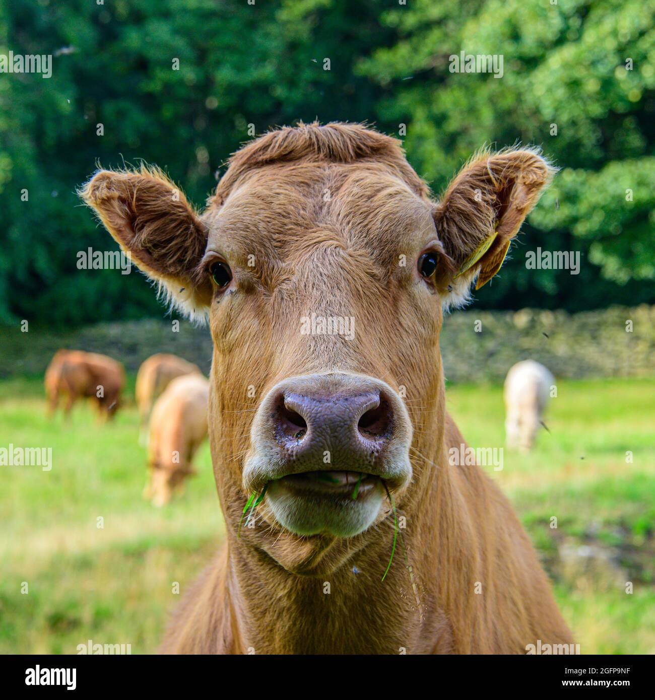 A lovely interesting cow Stock Photo