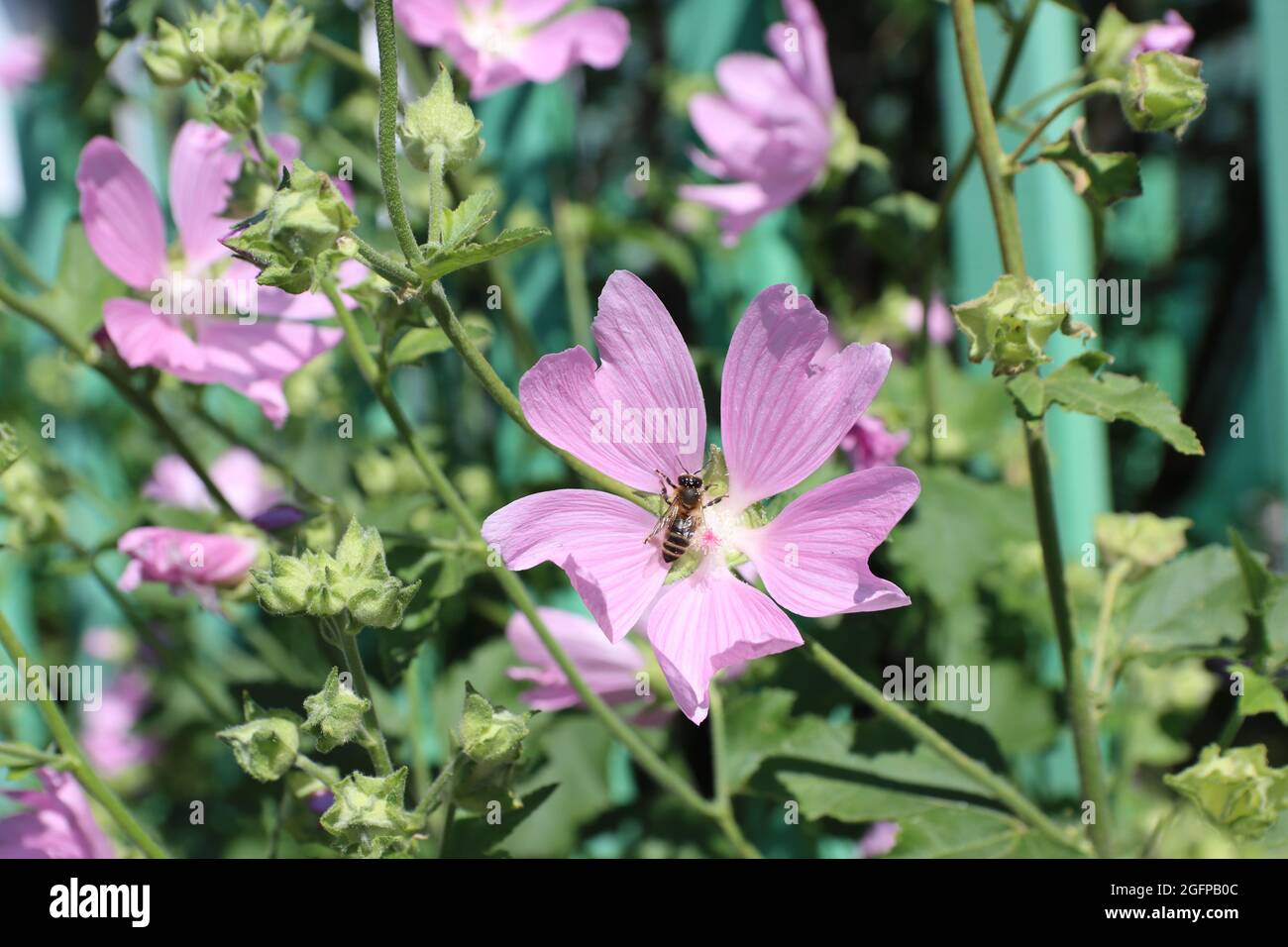 Rose mallow bee hi-res stock photography and images - Alamy
