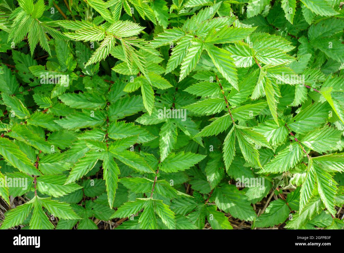 The Plant Is Filipendula Ulmaria, A Medicinal Plant Used In Medicine 