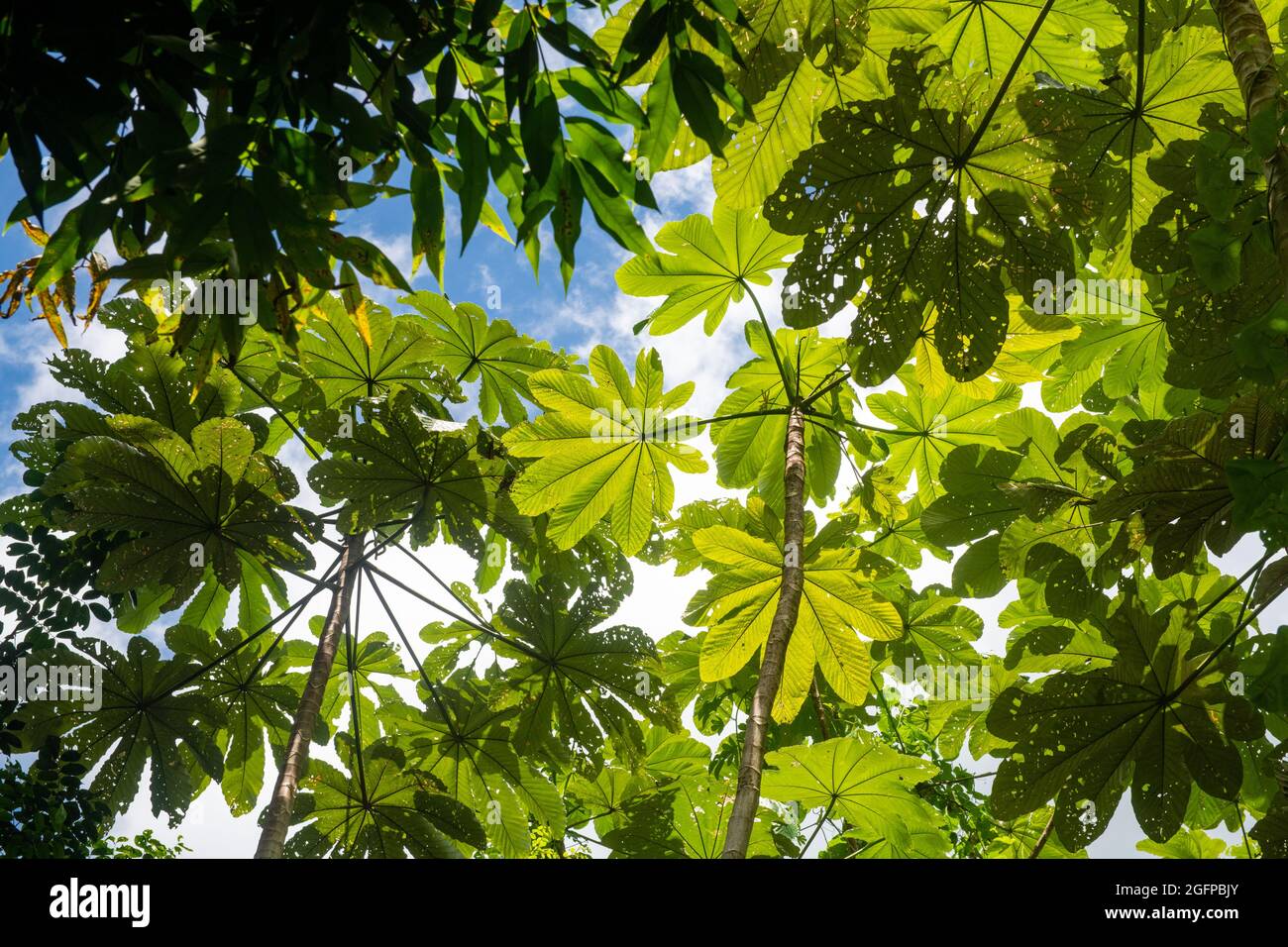 The leafy canopy of a tropical forest - Puerto Rico Stock Photo