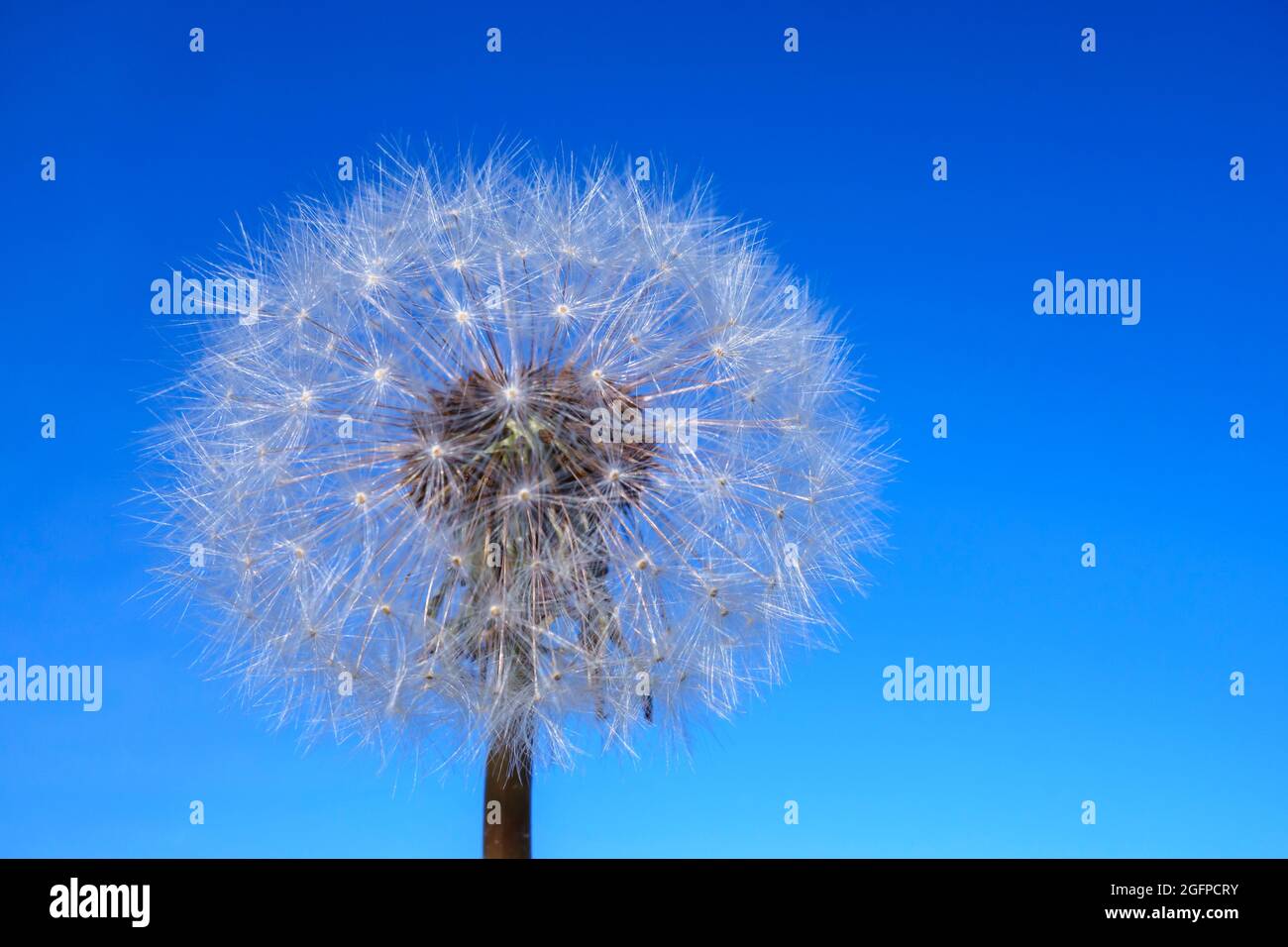 Dandelion on a blue background, macro close-up. Stock Photo