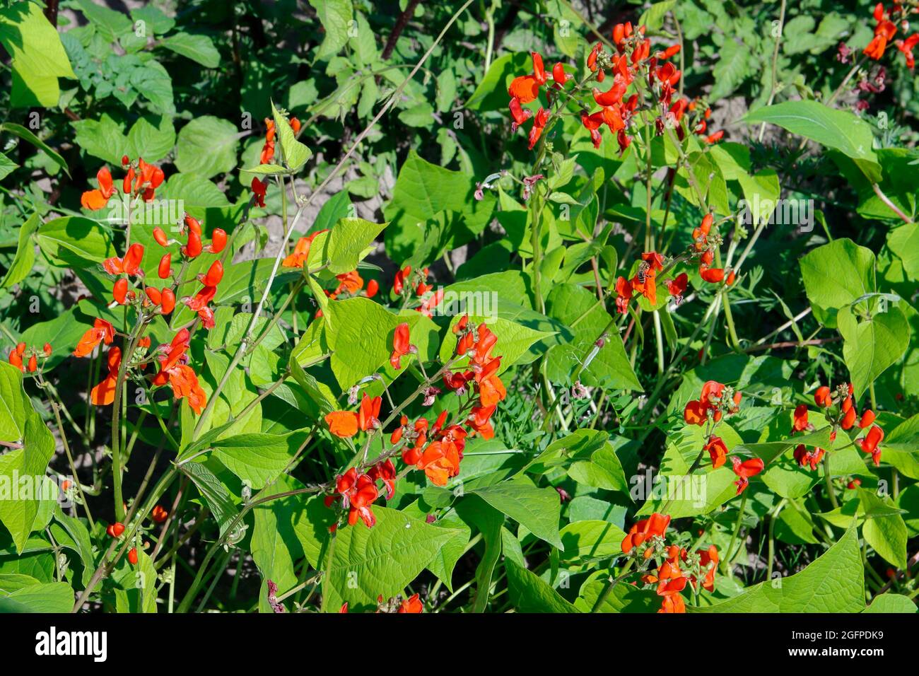 Beans bloom with red flowers and are cultivated in agriculture. Stock Photo