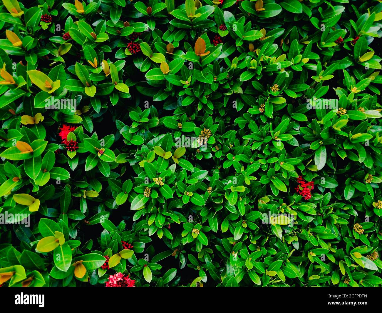 Closeup shot of a bearberry cotoneaster shrub Stock Photo
