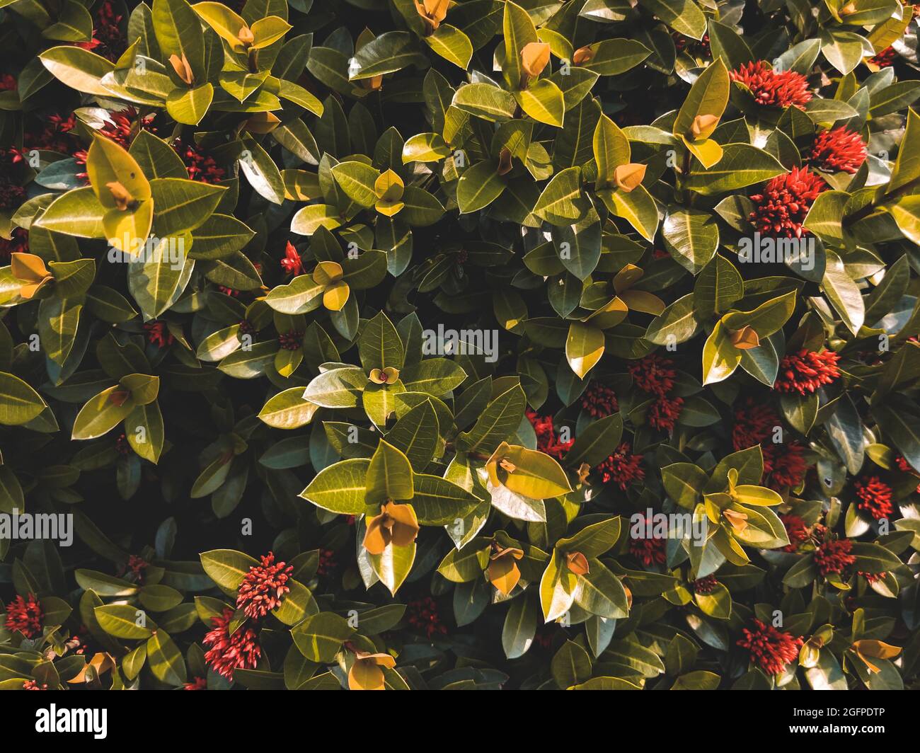 Closeup shot of a bearberry cotoneaster shrub Stock Photo