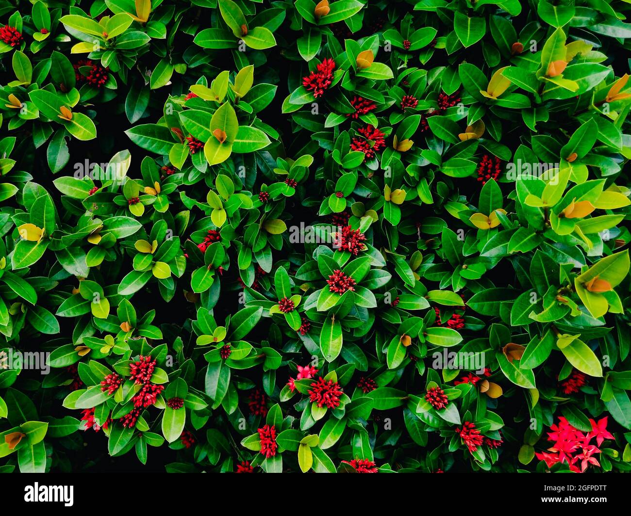 Closeup shot of a bearberry cotoneaster shrub Stock Photo - Alamy