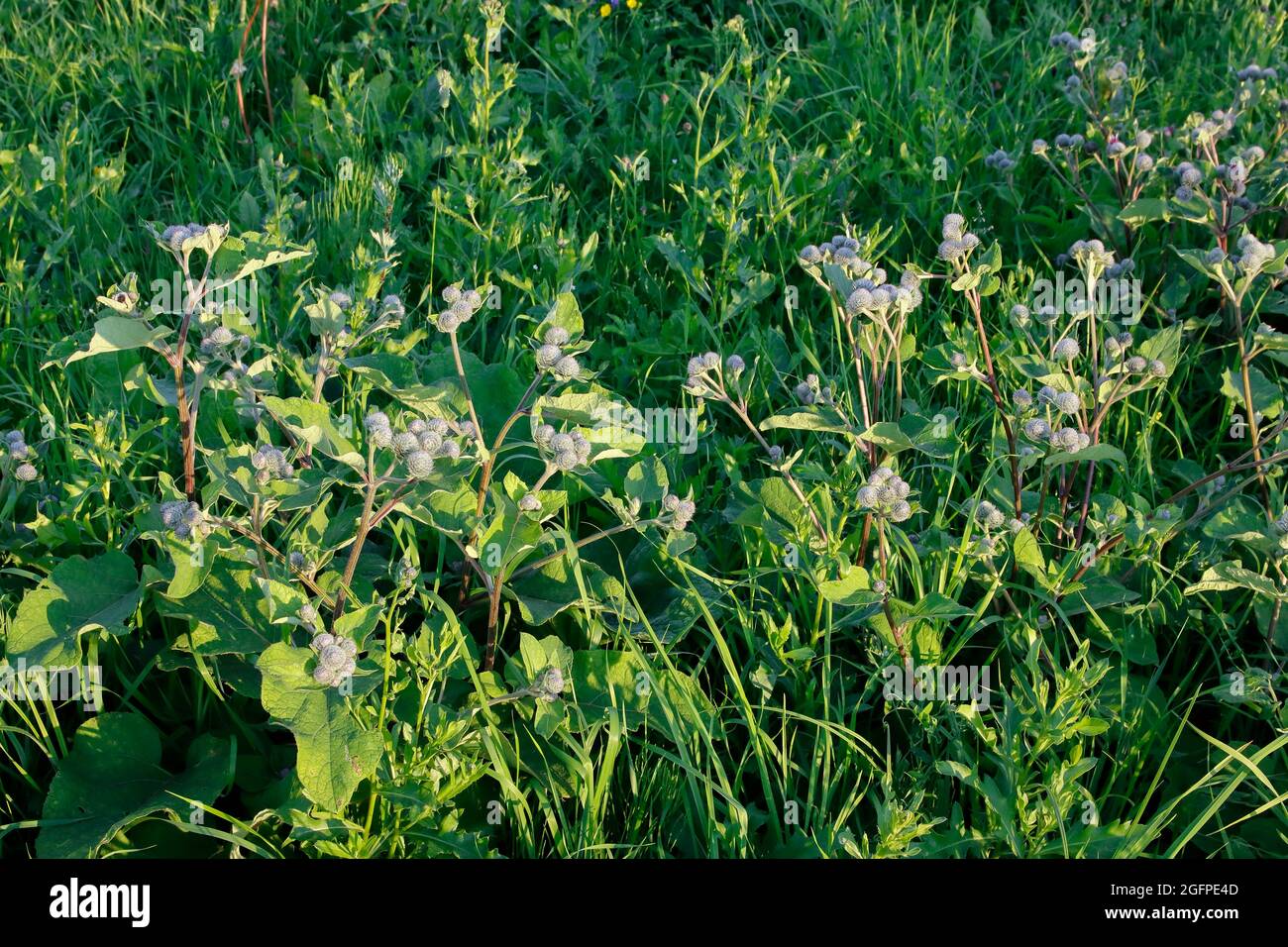 Burdock Arctium grows in the meadow, is used in medicine for the treatment of diseases. Stock Photo