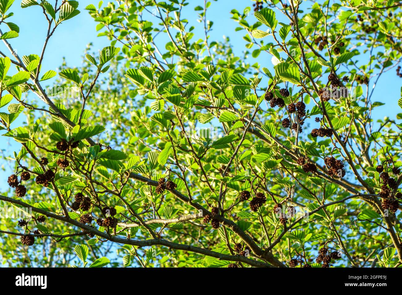 Alder branch with cones and green leaves, close-up in spring. Stock Photo