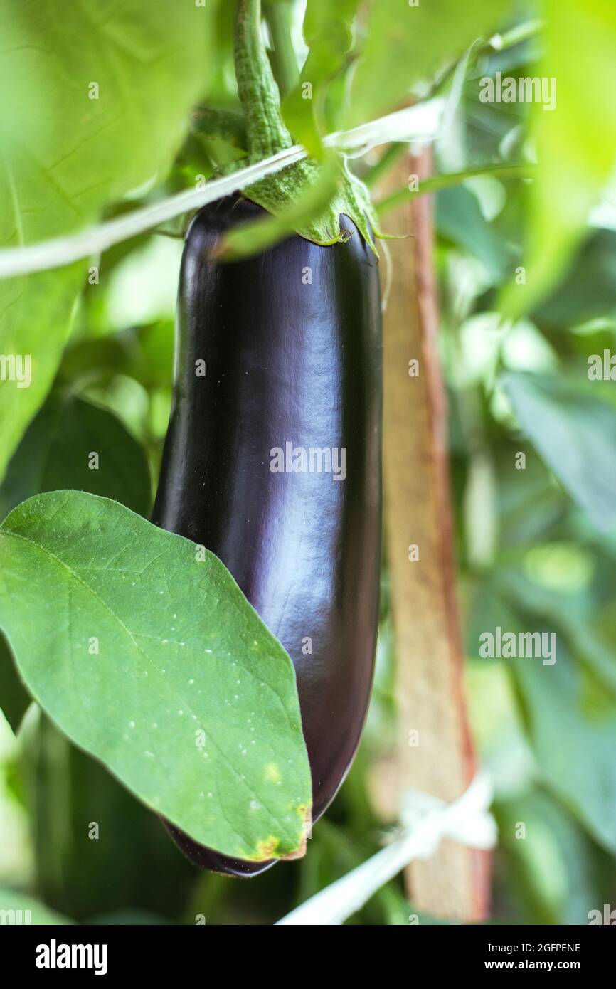Eggplant on a branch in a greenhouse Stock Photo Alamy